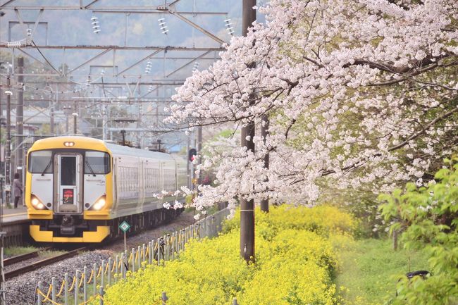 JR内房線上総湊駅に広がる、桜と菜の花が織り成す素敵な風景を探しに訪れました。