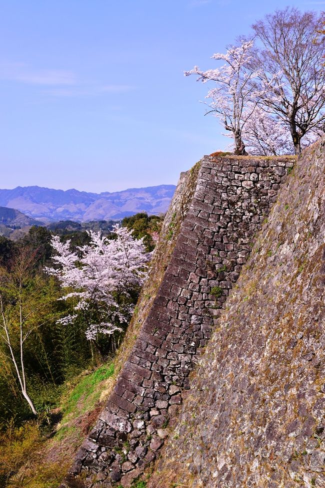 　瀧廉太郎の名曲『荒城の月』で有名な岡城は、文治元年(1185)に緒方三郎惟栄(これよし)によって築城されたと伝えられています。本丸・西の丸などの石垣が残る広い城跡には、ソメイヨシノを中心におよそ1500本の桜が植えられ、石垣に美しく映えています。