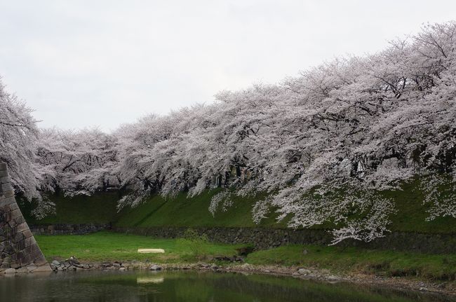 名古屋へ出張してきたのですが、近くの名古屋城が桜満開でしたので写真を撮ってきました。