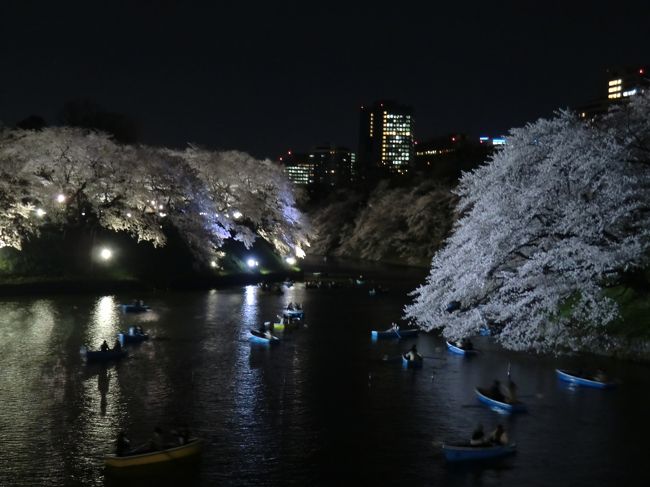 九段下の千鳥ヶ淵、靖国神社に、満開の桜を見に行きました！