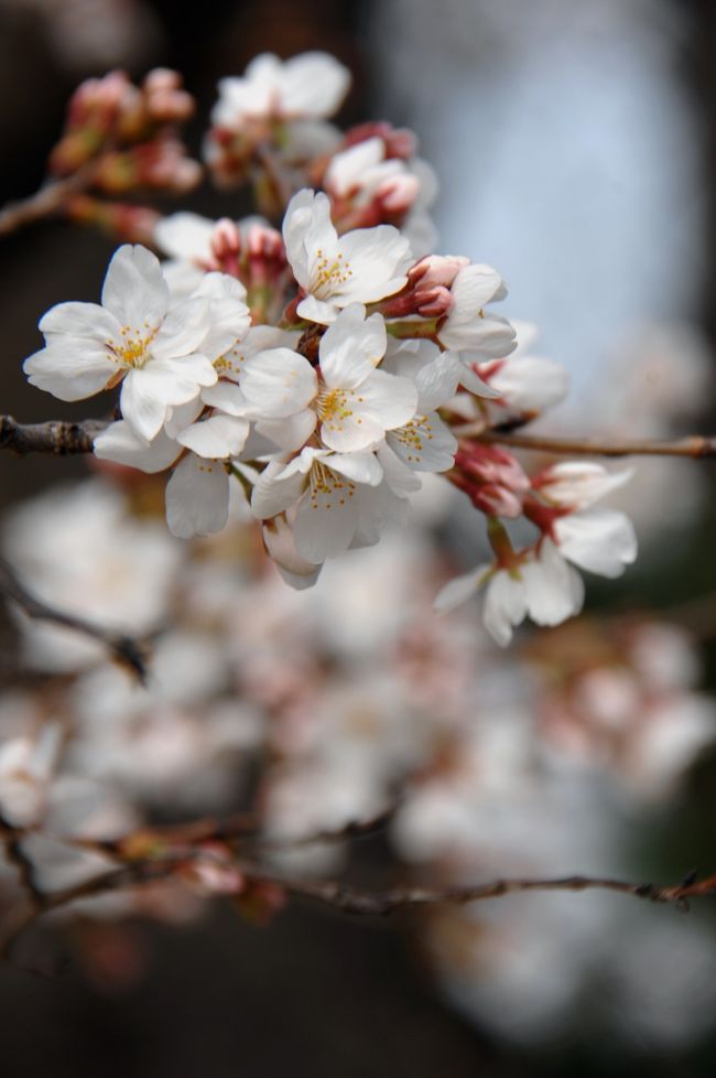 今年はいつまでも寒くて、梅の開花が10日ほど遅れてしまうほどでした。<br />でもって、そろそろ近所の桜並木が開花を控えているはずなので、向かい側に有る一本桜を見てきて予想を立てたいと思います。<br />府道には、「3/31から4/10まで、八幡背割堤の桜祭り開催」の案内看板も出ましたし。