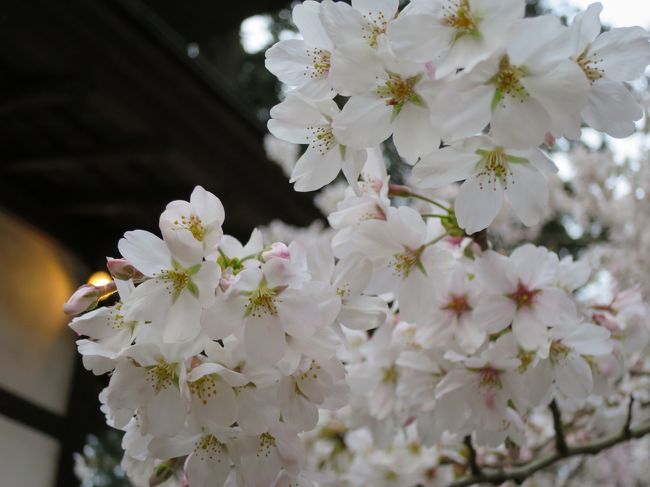 満開の枝垂桜を見にいきました。