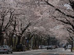 我が町の桜　　　東京都国立市