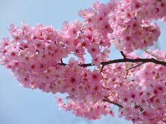 春だ！花見だ！東京の桜見物その１　＜上野恩賜公園＞