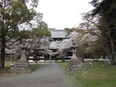 紀州根来寺の桜