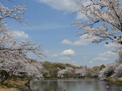 三ッ池公園の桜　満開　２０１４年