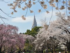 春だ！花見だ！東京の桜見物その２　＜新宿御苑＞