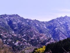 野津原の山桜