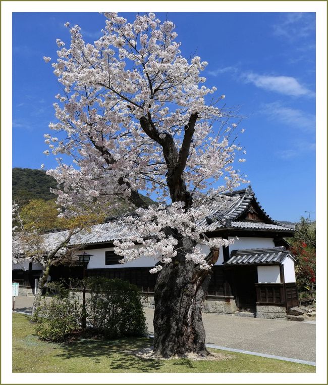 ■吉香公園の仙台枝垂桜も満開！　さくらを愛でに～桜の名所⑦<br /><br />　名橋錦帯橋に隣接する吉香公園(きっこうこうえん) は、桜の名所百選に指定されており、春になると約3,000本の桜が咲き誇ります。<br />　吉香公園は旧岩国藩主吉川家の居館跡で、1880年（明治13年）から1968年（昭和43年）まで旧制岩国中学校～山口県立岩国高等学校として利用されていた場所を、高校の移転に伴い公園にしました。<br />　広大な園内には目加田家住宅、錦雲閣、吉香神社など、藩政時代を偲ばせる建造物が点在しています。<br /><br />【　手記　】<br />　2014さくらを愛でに～桜の名所、第７弾です。<br />　定年後、自由な時間がかなり増えたので（と言っても週休ゼロが週休１日に…日曜日が休みになっただけですダ＾＾；）それでは～と言うことで早速錦帯橋までひとっ走りブーッ＝3＝3 春のお花観賞へ行って参りました。仙台枝垂桜と菜の花がきれいでしたよー。（昨年も同じようなことを書いたナ＾＾）<br />　自宅から約60ｋｍ、１時間半もあれば行くことができる近場です。午後からお勤めが入っていたので久しぶりに忙しい観光となりました。