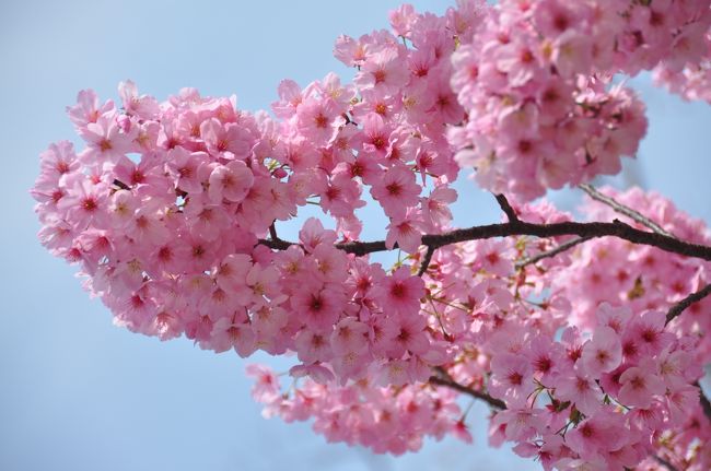 ４月１日、今日から新年度がスタート！<br /><br />そして今日から私は毎日が日曜日になってしまいました。<br /><br />東京の桜が満開と言うことで、とりあえずお花見にでも行きますか・・・<br /><br />上野・新宿・千鳥ヶ淵・浅草と歩いてきました。