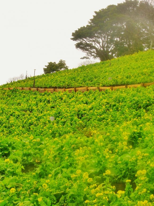 マザー牧場は、千葉県富津市田倉、鹿野山の隣の鬼泪山（きなだやま）の山頂付近に位置する、牧場のテーマパーク。<br /><br />広い園内には牧畜が多種(牛、馬、ヤギ、羊、豚、アヒル、ダチョウ、ラマ、アルパカ等)飼育され、触れ合いを売りにする。数百頭の羊の群れを牧羊犬が誘導する「ひつじの大行進」、羊の毛刈りで有名なシープショーが見られるアグロドーム、東京湾を一望可能な観覧車を擁する遊園地『わくわくランド』、高さ21メートルのバンジータワー、マザー牧場オリジナルの乳製品やハム、ソーセージなどを扱った土産物店、ジンギスカン鍋レストラン、いちご狩り、ブルーベリー狩り、フルーツトマト狩りが楽しめるフルーツ農園、長期滞在も出来る宿泊コテージなどがある。<br /><br />日本電波塔（東京タワーの運営会社）のほか、産業経済新聞社、ラジオ大阪（以上フジサンケイグループ）、関西テレビ放送の創業者で、参議院議員の前田久吉が1962年に開設。<br />「マザー」の由来としては生家が貧しい農家であった前田の母親が「家に牛が一頭でもいたら暮らしはずっと楽なのに」と口癖のように言っていたのが心に残り、母にささげる牧場という事で名づけられた。　（フリー百科事典『ウィキペディア（Wikipedia）』より引用）<br /><br />マザー牧場については・・<br />http://www.motherfarm.co.jp/<br /><br />京成バスシステムについては・・<br />http://www.keisei-bus-system.co.jp/pc/p010000.php