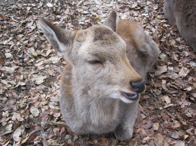 冬なのにポカポカの奈良を楽しみました。<br />帰り道は大阪廻りで、クリスマスイブというのに焼肉食べてました。<br />ムードありませんね。<br /><br /><br /><br />どうぞご覧下さい。<br />