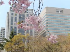 春爛漫の日比谷公園を訪問する③藤棚付近の桜～大噴水～日比谷濠へ