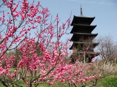 吉備路・備中国分寺五重塔10景プラス彗星