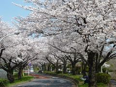 ２０１４年度お花見（隅田公園、水元公園ほか）