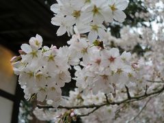 六地蔵寺の桜②