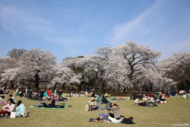 写真同好の先輩３人と新宿御苑、千鳥ヶ淵へお花見に出掛けました。<br />今年の桜は、開花してからあっと言う間に満開となりました。<br />まさに爛漫と咲き誇る桜を楽しむことが出来ました。<br /><br />あるサイトの「関東の人気お花見スポットランキング」によれば、<br />１．千鳥ヶ淵<br />２．目黒川<br />３．新宿御苑<br />４、上野公園<br />５．隅田公園<br />だそうです。