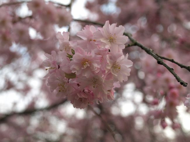 昨日に引き続き、仕事帰りに桜を求めての第2弾は滝谷公園です。<br /><br />昨日初めて知りました。ネットで調べてみた次第です。山？丘か、になっているのですが、一丘桜の樹がわんさかあるという、相当見応えのある滝谷公園でした。2年くらい前に行った長野公園の山具合もそんな感じでしたが、本数は滝谷公園に軍配があがります。<br /><br />いい所を見つけた！有名どころもいいですが人が多いのは好きじゃない。ここは桜の樹の本数が多いし、コンパクトにまとまっているので広範囲をうろうろすることもない。ま、坂道を上がらないとというのはありますが。ここはポイントが高い。<br /><br />ここは開花が早かったのかして、桜が散り初めています。それはそれで桜の花の絨毯で綺麗ですよねー。<br /><br />坂道をのぼって頂上へ行くと、花見をしている団体さんがちらほら、帰りには準備品も持って坂道を上ってくる方がちらほら。<br /><br />ライトアップという大げさなものではないですが、帰る頃には提灯に灯りが灯っていました。<br /><br />駐車場が狭い感じだったので、昼間行くと停めるところに困るかもしれません。<br /><br />膝痛には結構厳しい坂だ。