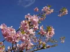 千葉県　外房　早春ドライブ