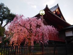 ＜東京・満開の桜散歩・上野公園編＞上野のお山は桜より人が多かった？最後はアメ横で！