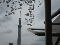 猫と桜とスカイツリー