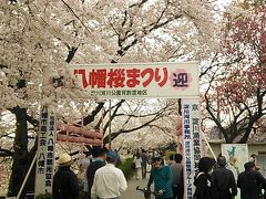 2014．4．3　花見のはしご・恒例の夙川公園桜並木と初訪問背割り堤の桜のトンネルは凄かった