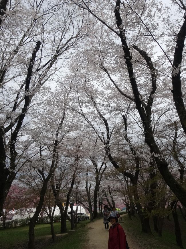 水源の桜並木には300本余のソメイヨシノが植えられており、そのほかにも枝垂れ桜。ぼんぼりのような丸い桜、八重どころではない桜。ヤマザクラ・・・エドヒガンザクラ・・・。すべてが「私が一番」と言わんがばかりに、競って満開の絵を描きあげていた。