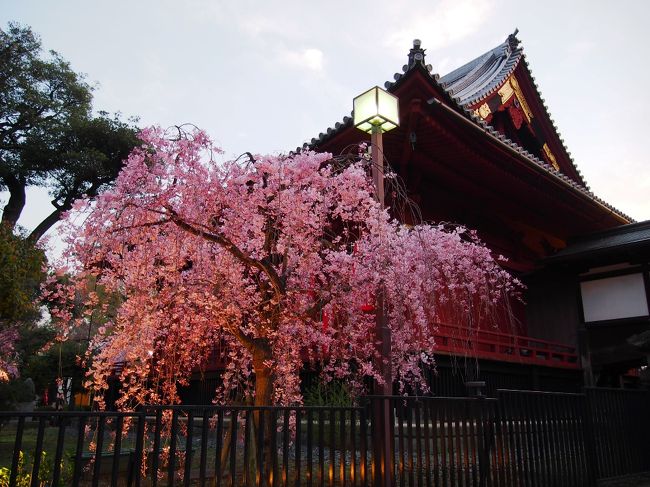 早いもので、今年も桜の季節になりました。<br /><br />桜の満開が早かった去年よりは、少し遅いものの･･･<br />ここ数日で東京の桜は、あっという間に満開に。<br /><br />タイミング良く･･･お天気が良い日の、桜が満開の時期に<br />友人と都合が合わせられたので、桜の名所に出掛ける事に。<br /><br />千鳥ヶ淵は、去年満開の時期に見に行く事が出来たので･･･▼<br />http://4travel.jp/travelogue/10759939<br /><br />今年は隅田公園かな。ここなら浅草を散策する事も出来るし♪<br />出掛けたのがお昼からになってしまったのと･･･人気のパンの<br />予約もしたので、桜は二の次的になってしまいましたが･･･<br /><br />久しぶりに東京の街散策と、美しい〜満開の桜を満喫した<br />楽しい１日になりました。「浅草＆隅田公園編」と「上野公園編」<br />２回に分けて、紹介したいと思います。<br /><br />しかし･･･平日なのにどちらも大混雑で、写真を撮るのがホントに<br />大変でした〜。先に言い訳をしておきます。(笑)<br /><br />＜東京・満開の桜散歩・浅草＆隅田公園編＞▼<br />http://4travel.jp/travelogue/10872443