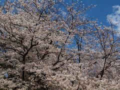 広島桜旅No.1　ピンクに染まった縮景園とお好み焼きを楽しもう！