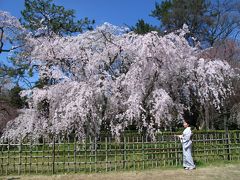 京都　桜　燦々　2014　京都御苑～東山