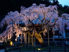 佐野・栃木の枝垂れ一本桜巡り（２）　成就院～太山寺