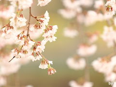 ☆桜満開には早すぎた、雨の日の昭和記念公園☆