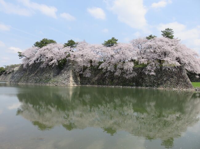 表紙の写真・名古屋城石垣の満開の桜は、お堀が鏡になりいい感じ・・・<br /><br /><br />先月、3月28日に名古屋城に出かけました時は、３分咲き<br />（早咲きは満開位でしたが）昨日、４月３日には満開・・・<br />ちらちらと舞い落ちる花びらもありました。<br /><br />名古屋城の桜の思い出・<br />４月３日は娘の結婚記念日で１０年になりました。<br />娘は大雨女の異名を持つほど、ものすごい雨を運んできます＾＾<br />前日は大雨で今回も～と心配しましたが、娘婿が晴れ男ですので、<br />当日は真っ青な青空～<br /><br />東急ホテル近辺には桜がありませんので、静岡からの親族は帰りに、<br />名古屋城を一周して、お花見をして帰っていきました。<br />夫と私もタクシーで一周して頂いて、岐路についた思い出があります。<br /><br />今回は名古屋駅にはずせない用事がありましたので、用事を済ませて、<br />名古屋の桜の名所めぐりをしてまいりました。<br />途中で山崎川辺にあります、東山荘の建物公開が行われておりましたので、<br />思いがけずに拝見できまして、うれしかったです。<br /><br />東山荘（とうざんそう）は綿布問屋であった伊東信一氏の別荘でして、<br />登録有形文化財に登録されました<br />後日、建物記に出来ましたらいいな～と思っております。<br /><br />今回は２日の午後に孫と出かけました東山動物園・名古屋城・<br />鶴舞公園・山崎川の桜・桜・桜です。<br /><br /><br />山崎川の桜はライトアップが綺麗なのですが、孫の世話で<br />夜は無理なのが残念です。<br />桜並木２，８キロのうち、かなえ橋から鼎小橋の間でライトアップです。<br />約６００本の桜並木の散策は、楽しいですよ＾＾<br /><br /><br /><br /><br />