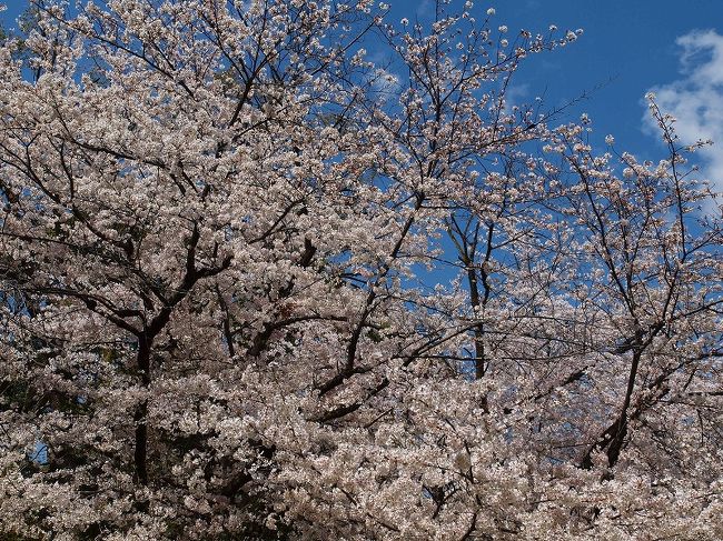 ずっと楽しみにしていた３月の春旅。<br />相方の急な海外出張で泣きながらキャンセルし、土日の連休すら取れないので予約の入れ直しもできません。<br /><br />もう相方と旅行に行くのは諦めよう。。。<br /><br />ということで、１人でぷらっと広島県に桜旅に行ってきました。<br /><br />せっかくなら桜が見ごろで天気のいい時がいいな。<br />毎日桜情報と天気予報をチェックして、前日に日程を決定しました。<br /><br /><br /><br />