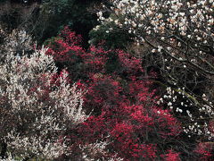 しっとりと咲く梅の花 @小石川植物園