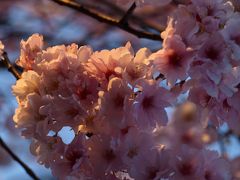 桜を求めて第３弾。花散らしの強風が吹く、ちょっぴりライトアップもありの寒い狭山池公園