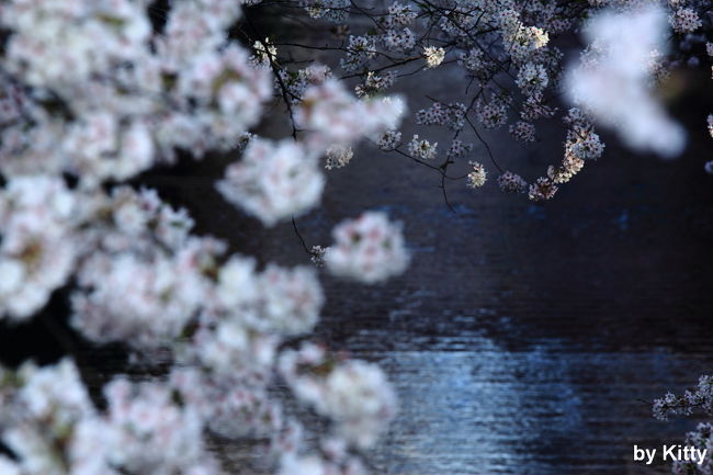 今年の桜満開は、運悪く平日になりそうな模様。。。<br />満開の桜、見れないかもと思って、頑張って早起き！<br />出勤前に始発で中目黒へ桜を撮りに行った。<br /><br />なんだかんだ目黒川の桜は毎年見に行ってる。<br />家から近いというのもあるけど、なにせ毎朝通勤電車から綺麗な桜を見せられたら行かずにはいられない。<br />自分の中では１番身近な、綺麗な桜☆☆<br />これを見て「春がきた♪」と感じる桜かも。<br />今年もまた素晴らしい桜を見せてくれました。