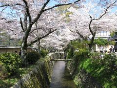 桜咲く京都