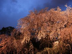 六義園　夜桜乱舞