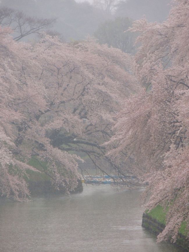 どうも～。ご覧頂きありがとうございます。<br /><br /><br />「春に三日の晴れ間なし。」<br /><br /><br />駆け足でやってきた春に呼応するように、一気に満開になった東京の桜。<br />先日六義園で見たしだれ桜は、もう散り始めていました。<br /><br /><br />天気予報は週半ばから雨マークがちらほらと。<br />高気圧と低気圧の追いかけっこで、気圧配置もTHE春型。<br /><br /><br />これだと週末まで桜もたないかも。。<br />まだ今年の桜を満喫できていませんよ。<br /><br /><br />平日休みの木曜日。<br /><br />この日は朝から雨模様。<br />でも、天気予報によると春雨らしく”弱い雨”<br />しかも、昼過ぎからは曇りマーク。<br /><br />ここがチャンス！とばかりに、いざ、東京桜めぐりへ！