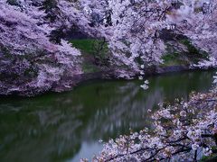 千鳥ヶ淵の桜　2014年4月5日　オフロードバイクで花見