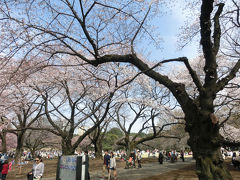 新宿御苑でお花見(2014年3月)