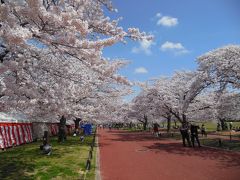 万博記念公園の桜