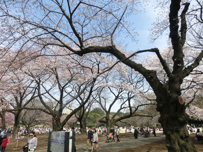 桜が開花したということで、早速お花見に行きました。<br />来週末だともう遅いかもってことで。<br />場所は新宿御苑、新宿駅に近い新宿門の入口は列ができていました。<br />持ち込み荷物チェックしていました。<br />新宿御苑はお酒持込み禁止なので、それのチェックもあるのでしょうが、<br />ショルダーバッグでもチェックされるのでかなり厳重ですね。<br />さて肝心の桜ですが、5分咲きって感じ。<br />開花の遅いソメイヨシノはまだつぼみばかりでした。<br />でもレジャーシートをしいてのお花見の方などで<br />にぎわっていました。