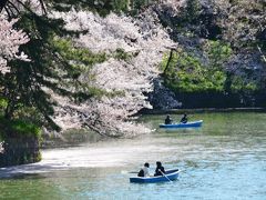 ちょっと遅かった千鳥が淵の桜