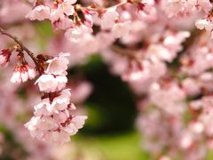 さあ！東北でも、いよいよ桜のシーズンが始まった！まずはコヒガンザクラから・・・。