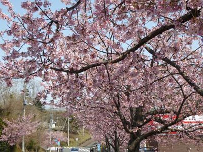 3月14日〜16日の2泊3日、愛犬と一緒に伊豆へ行きました♪<br />愛犬と一緒に温泉やグルメを楽しんできました♪<br /><br />☆Ｖｏｌ５：第２日目（３月１５日）伊豆高原♪<br />伊豆高原の温泉旅館「玉響の風」。<br />１１時にチェックアウト。<br />次は修善寺温泉へ向かう。<br />その前にアジアン雑貨の「かえる家」でショッピング。<br />その後、伊豆高原駅へ。<br />駅周辺は「オオカンザクラ」が見事な満開を迎えている。<br />咲き終わっている有名な「河津桜」より大ぶりで色は薄いピンク。<br />見事な桜風景に春を満喫♪