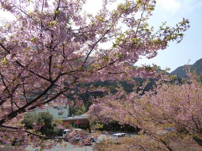 3月14日〜16日の2泊3日、愛犬と一緒に伊豆へ行きました♪<br />愛犬と一緒に温泉やグルメを楽しんできました♪<br /><br />☆Ｖｏｌ６：第２日目（３月１５日）河津七滝♪<br />伊豆高原から修善寺温泉へ向かうコースは河津経由で。<br />伊豆高原から河津へ向かう海岸沿いの道路から、<br />春の陽気に包まれた海を眺めて。<br />河津ではすでに河津桜は咲き終わっているが、<br />天城峠へ向かうと河津七滝では河津桜が満開を迎えている。<br />濃いピンク色の小ぶりな花に見惚れて。<br />道路沿いに咲き誇る河津桜。<br />ゆったりと山間部の遅い春を楽しんで。<br />ついでにそこから簡単に行ける出会滝を鑑賞。<br />春の光に照らされた滝は美しく、ため息もの。<br />伊豆の奥の山にも春が来たことを実感さてくれる♪