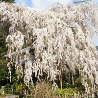 奈良（宇陀・桜井・明日香）の花めぐり１　大野寺・長谷寺　