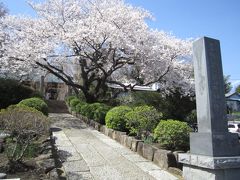 横浜市泉区の桜たち。西林寺～弥生台駅～大池公園。